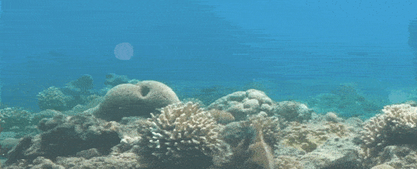 Octopuses observed punching fish, perhaps out of spite, scientists say