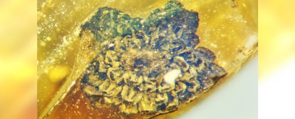 Scientists identify new flower from a forest that existed 100 million years ago