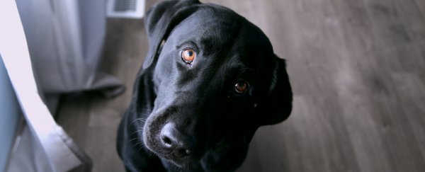 Dogs Probably Don't Understand Us as Well as We Think, Brain Scans Reveal
