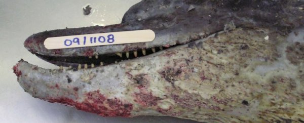 A fatal skin disease afflicting dolphins worldwide has been linked to climate change