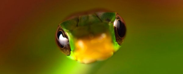 'Cloud forest' in the misty mountains of Bolivia reveals 20 species new to science