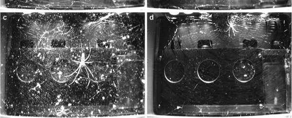 Spiders in space reveal the weird things that happen to webs in microgravity