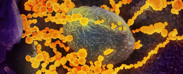 Scientists show how SARS-CoV-2 causes multiple organ failure in experimental mouse model