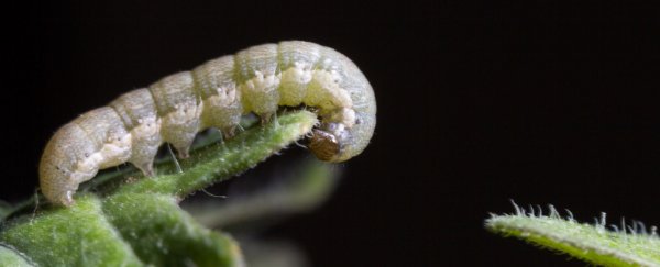 Saliva from hungry caterpillars alerts cowpea plants to turn on their defenses