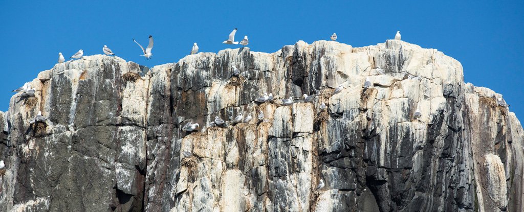 Photo of Bird Poop