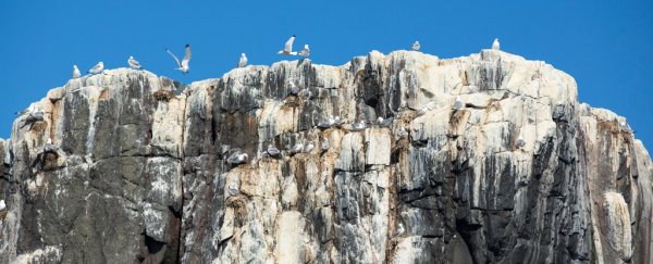 Bird poop 'time machine' shows a staggering historic decline in sea birds