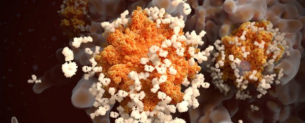 antibodies attacking a coronavirus molecule