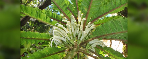 A newly described Hawaiian flower is the only one of its kind in existence