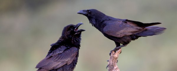 Young ravens could have cognitive skills that rival adult great apes, research finds