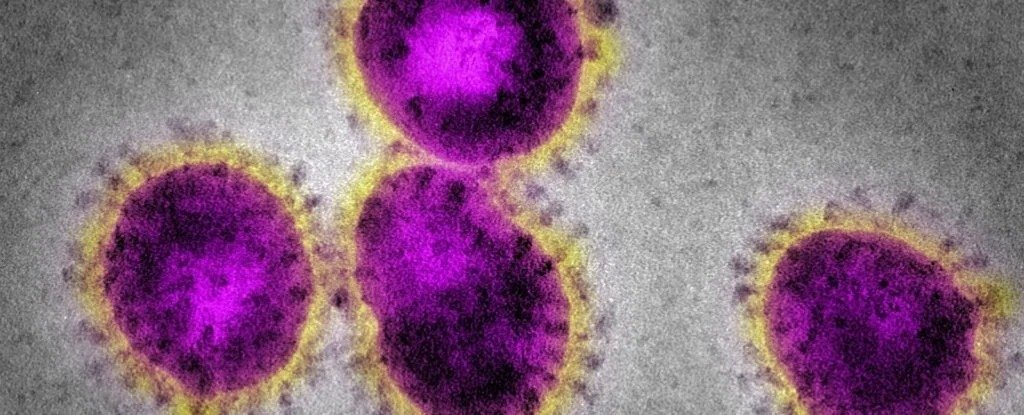 A virus in the coronavirus family. 