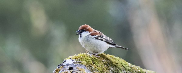 It's not just humans. Sparrows have been seen using preventative medicine