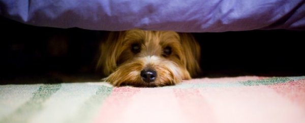 Heartbreaking study shows the long-term effects of yelling at your dog