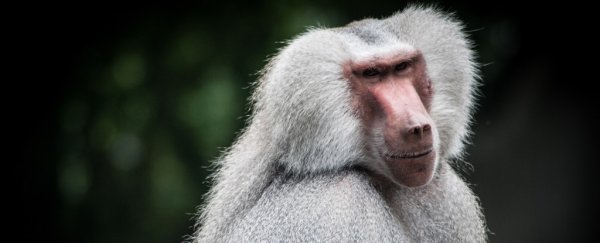 Mummified baboons narrow down the mystery location of an ancient fabled land