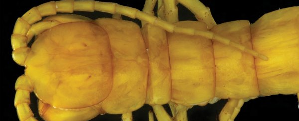 Meet the 'king' of a Toxic Underground Ecosystem unlike anywhere else on Earth