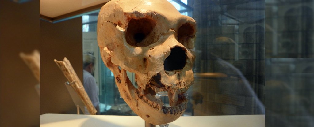 Cranium 5 of H. heidelbergensis from Sima de los Huesos. 