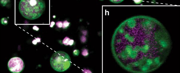 Scientists discover an unexpected structure hidden inside plant cells