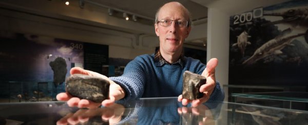 Ireland's only 2 dinosaur bones have just been confirmed for the first time