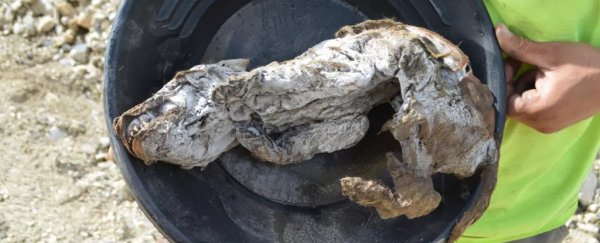 57,000-year-old pup is the most complete wolf specimen ever found from the ice age