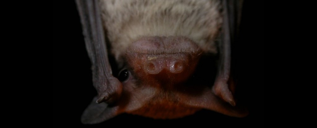 Mormopterus planiceps, a modern molossid bat. 