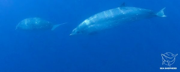 Scientists Think They've Discovered a New Species of Beaked Whale