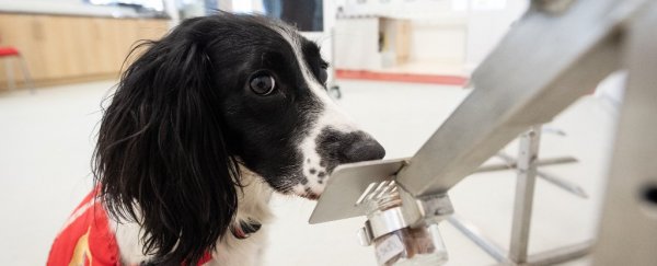 We just got even more evidence that some dogs can reliably detect COVID-19