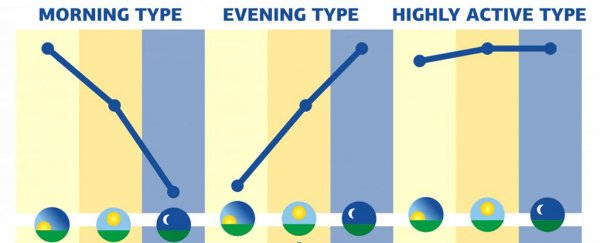 chart shows six chronotypes: morning type, evening type, highly active type, daytime sleepy type, daytime type and moderately active type.
