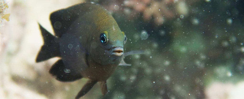 A longfin damselfish. 