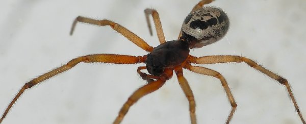 Scientists confirm certain spider bites inject something even worse than venom
