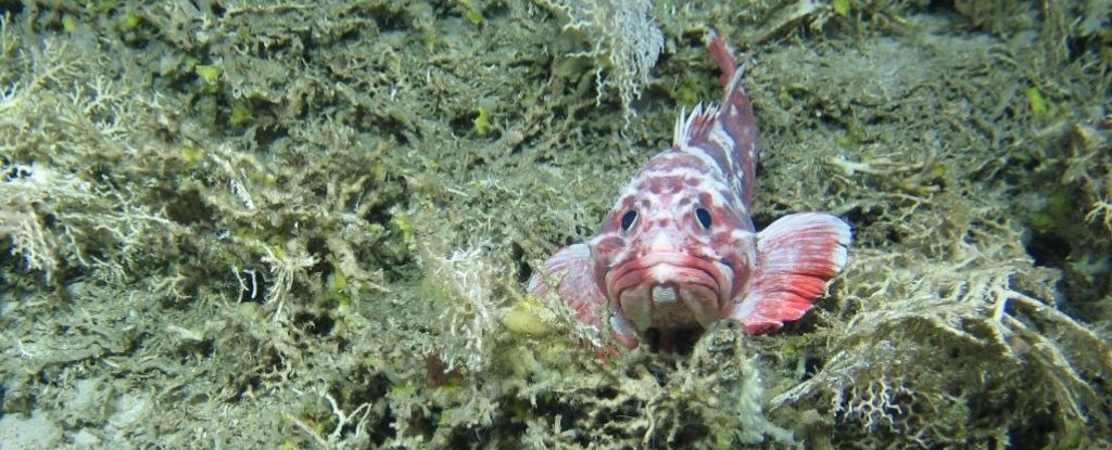 Fish and hydrocorals. 