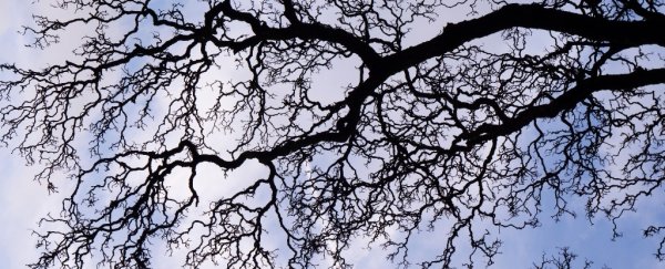 Even as kids we show a mysterious, possibly innate appreciation of nature's shapes