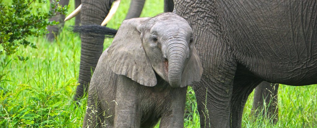 This is a different baby elephant but we love it, too. 