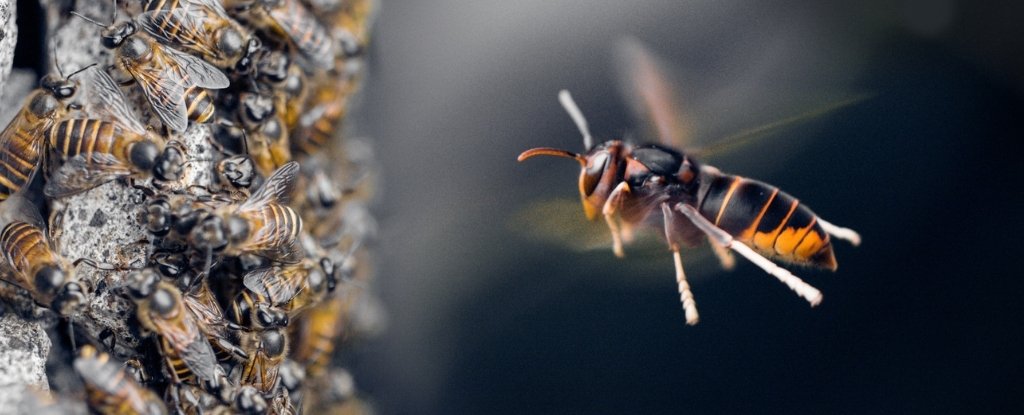 Abejas melíferas usan excremento para defenderse.