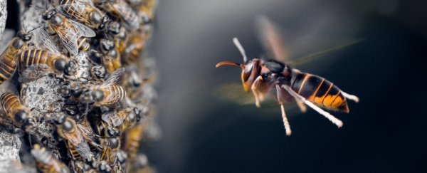 Bees witnessed using tools in nature for the first time... and it's really gross