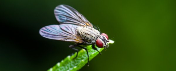 The Wings of Insects Might Have Evolved From The Legs of Crustaceans
