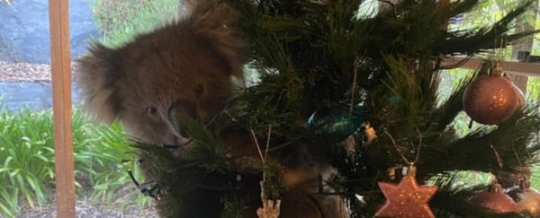 An Australian family just found a live koala in their Christmas tree