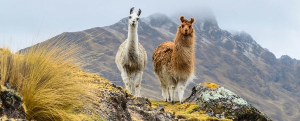 Llamas were medical rock stars in 2020, but they were important to us long before now