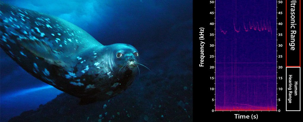 One of the seals alongside a spectrogram of the calls. 