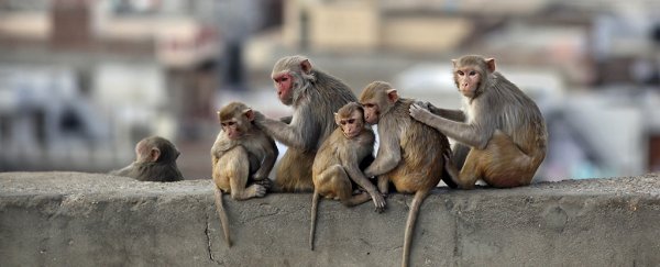 Delightful study finds monkeys hate sunk costs as much as humans do