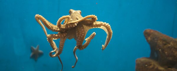 Mesmerizing video study reveals how octopus arms are so incredibly flexible