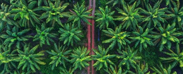 Yes, palm oil is damaging. But boycotting could be making things worse