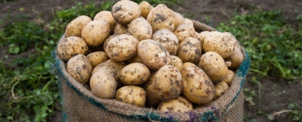 New African potato resists the same disease that caused the Irish potato famine