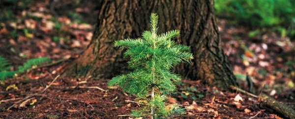 The best way to restore forests may not actually involve planting trees