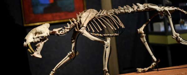 A 37-million-year-old 'sabre-toothed tiger' just went up for auction
