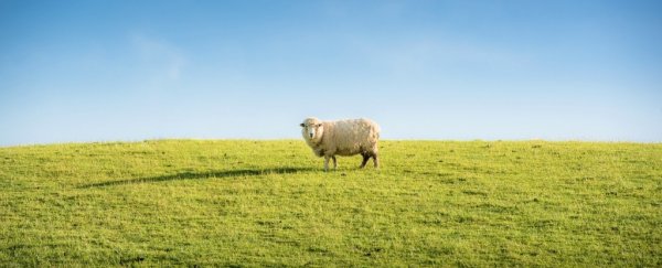 People with this rare brain condition can't 'count sheep' in their mind