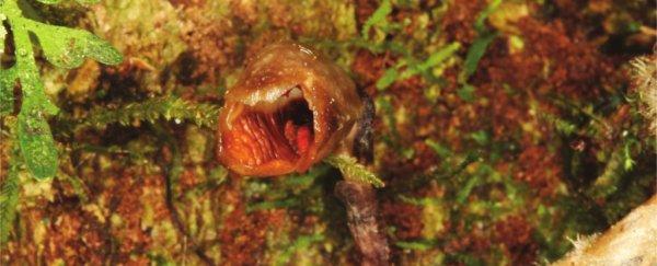 It's official: botanists have found the ugliest orchid in the world