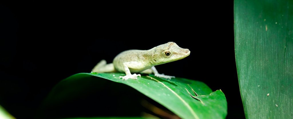 Anole sitting on a leaf in the Amazon rainforest in Peru. 