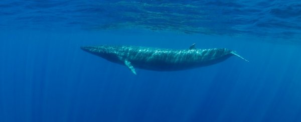 Yes! A Previously Unknown Population of Blue Whales Has Been Heard in The Indian Ocean