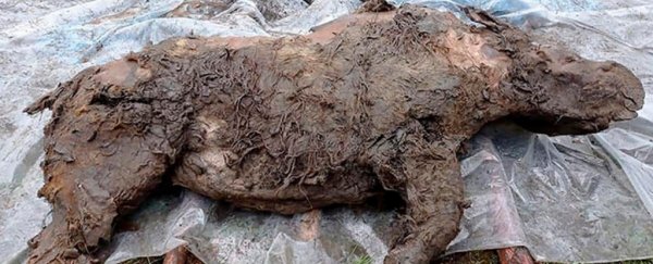 A freakishly well-preserved woolly rhino was plucked from Siberia's melting tundra