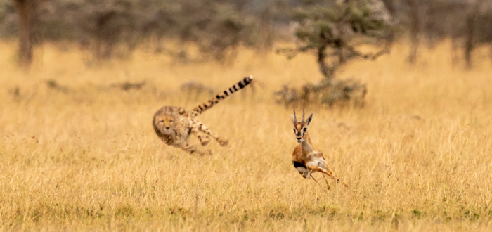 A cheetah chases an antelope