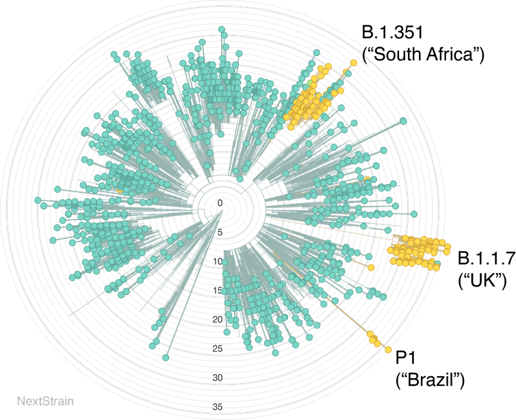 A circle of green dots connected to gray lines show the relationship between COVID-19 strains.